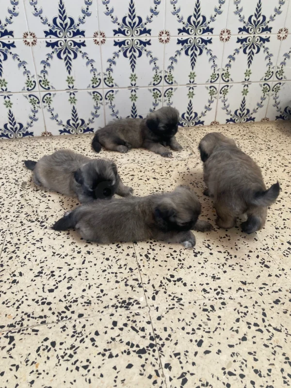 Chiots Pékinois à vendre - Miniature 2