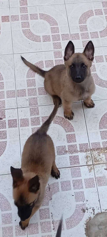 Chiots malinois
