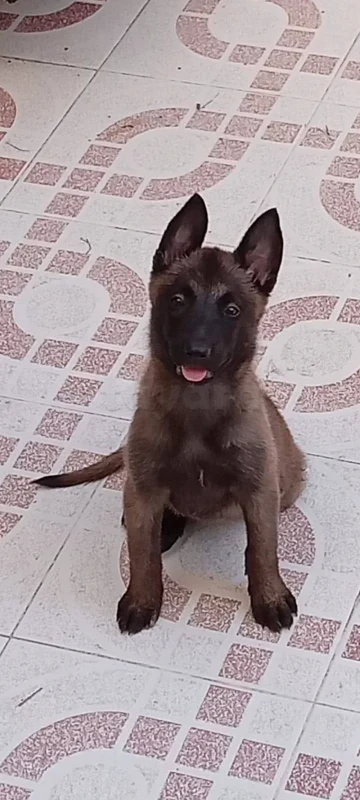 Chiots malinois - Miniature 2