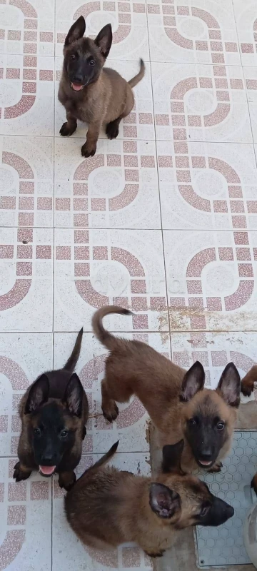 Chiots malinois - Miniature 4