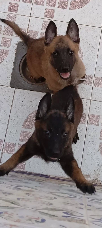Chiots malinois - Miniature 5