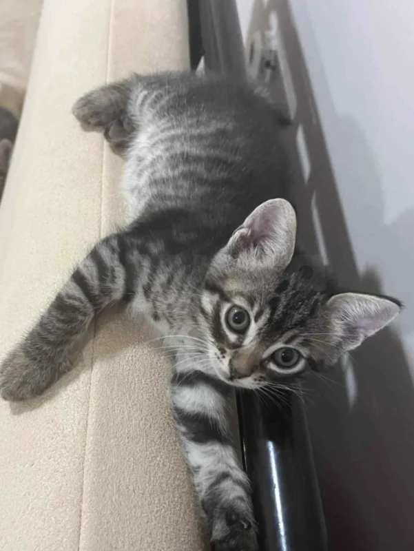 Chaton tigré Tabby