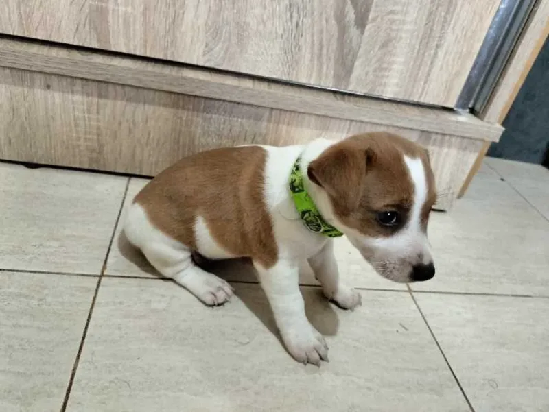 chiot mâle et femelle jack Russell née le 29 mai - Miniature 2