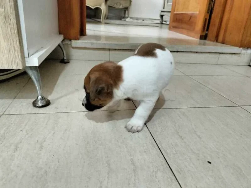 chiot mâle et femelle jack Russell née le 29 mai - Miniature 3