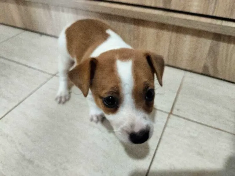 chiot mâle et femelle jack Russell née le 29 mai - Miniature 5