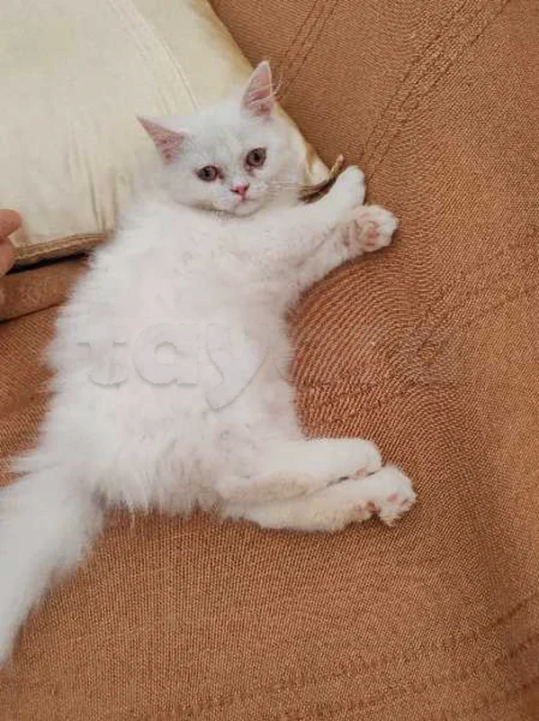 Chatte persan