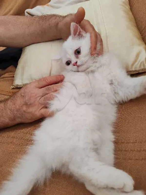 Chatte persan - Miniature 2