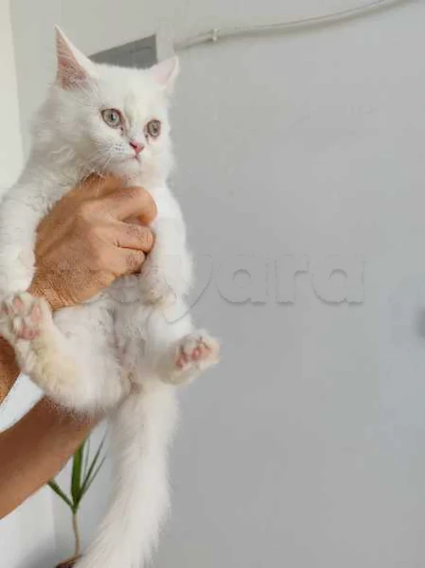 Chatte persan - Miniature 5