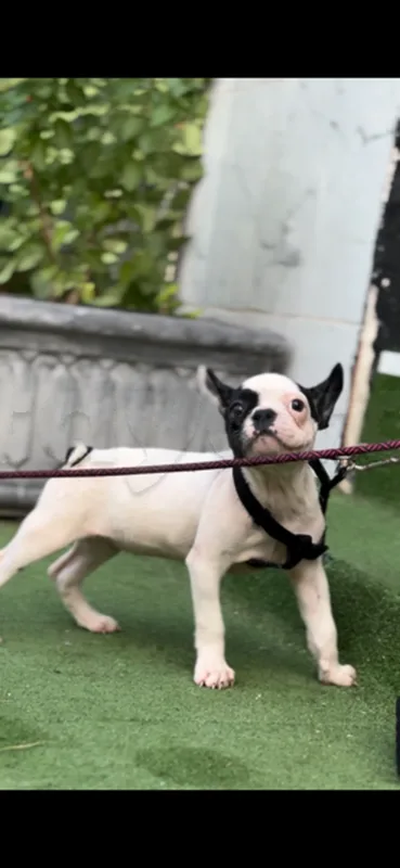 bulldog Français - Miniature 2