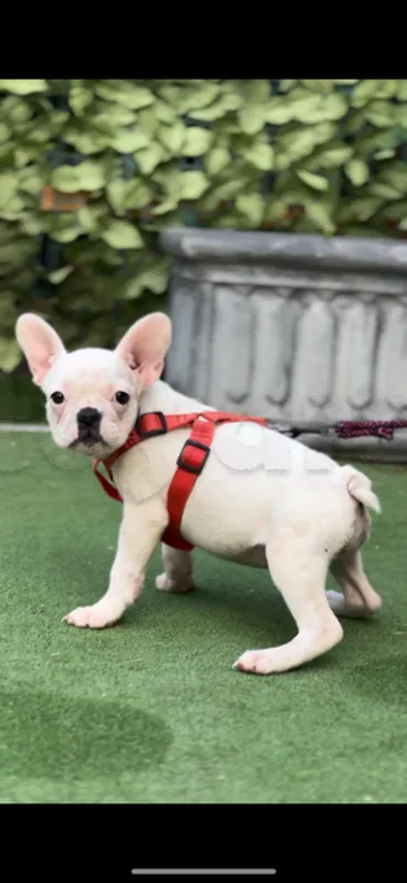 bulldog Français - Miniature 3