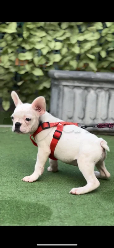 bulldog Français - Miniature 4