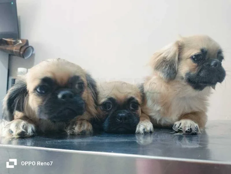 a vendre des chiots pékinois