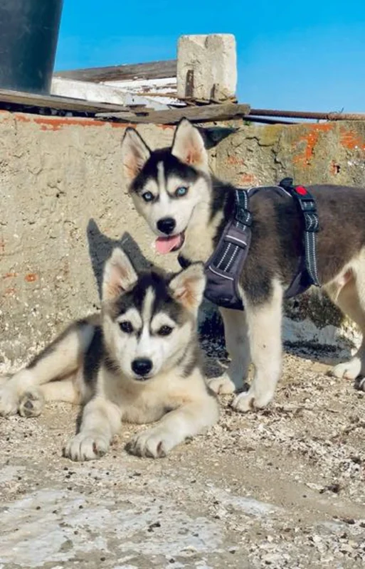 Kalb Husky lil bi3 - Miniature 2