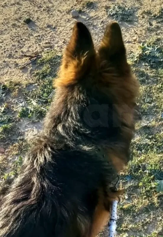 Berger Allemand femelle - Miniature 4