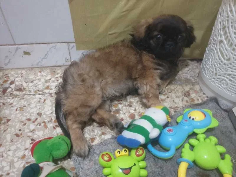 pékinois chiot