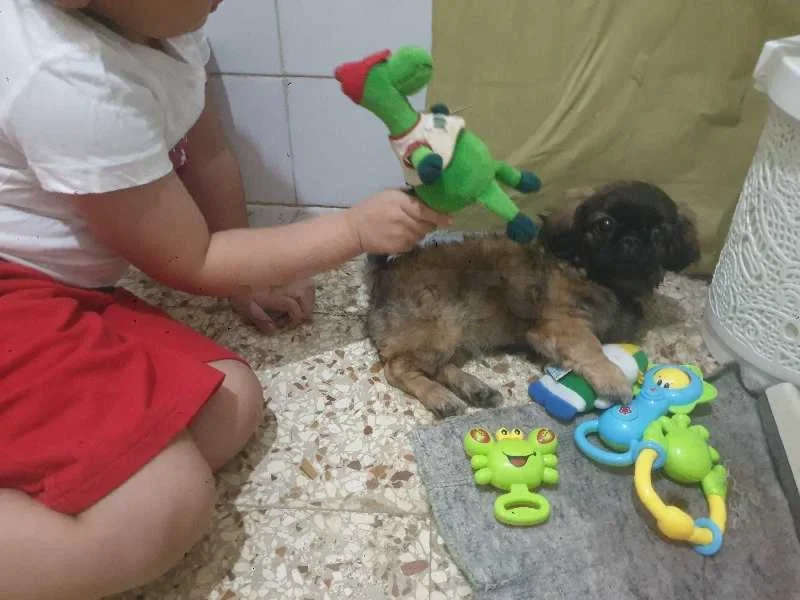 pékinois chiot - Miniature 4