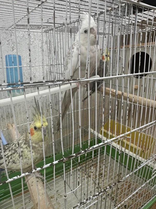 Couple Calopsitte