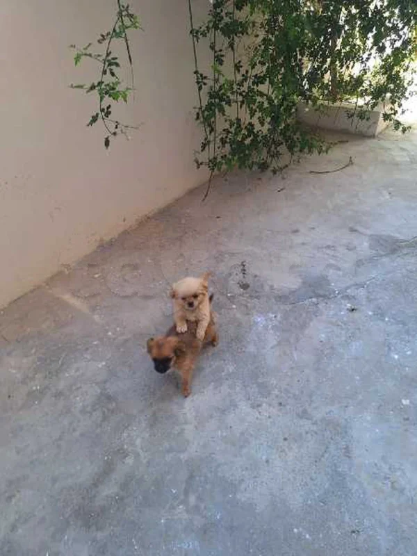 chien Pékinois