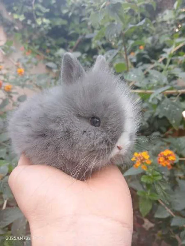 Lapin Nain