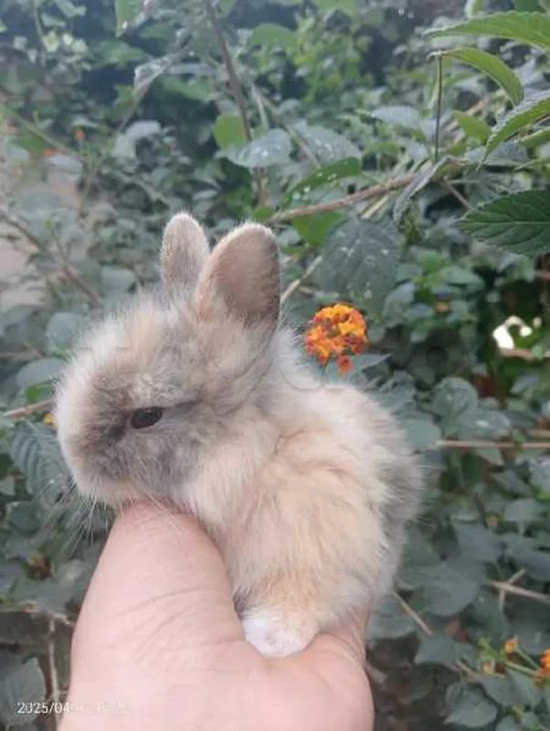 Lapin Nain - Miniature 2