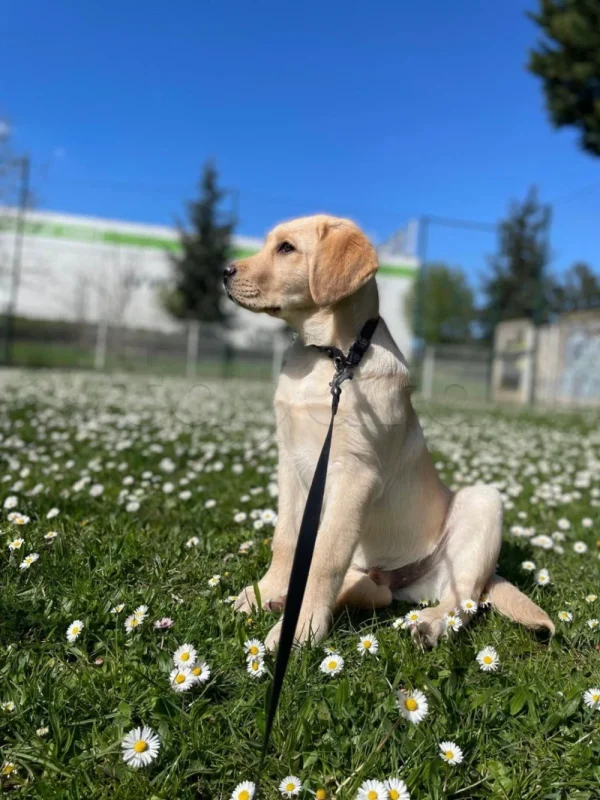 À Vendre : Jeune Labrador Gold – 6 Mois (Vient de Paris)