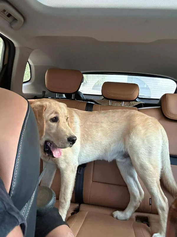 À Vendre : Jeune Labrador Gold – 6 Mois (Vient de Paris) - Miniature 3
