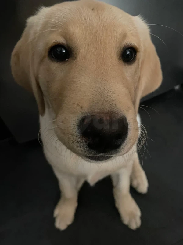 À Vendre : Jeune Labrador Gold – 6 Mois (Vient de Paris) - Miniature 4