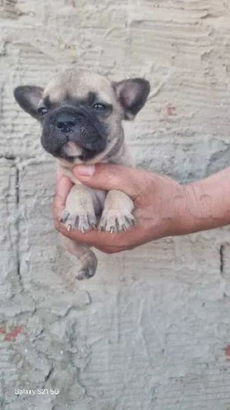 Chiot bulldog Français