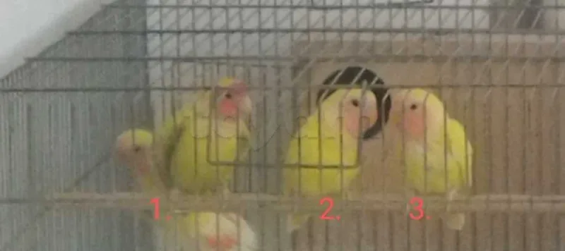 Inséparables lutino yeux rouges
