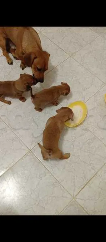 a vendre des chiens - Miniature 4