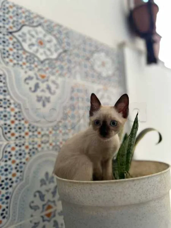 petite chat ciamoi