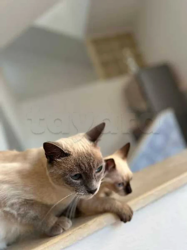 petite chat ciamoi - Miniature 2