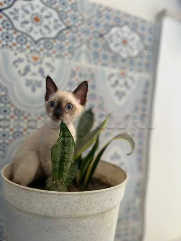 petite chat ciamoi - Miniature 3