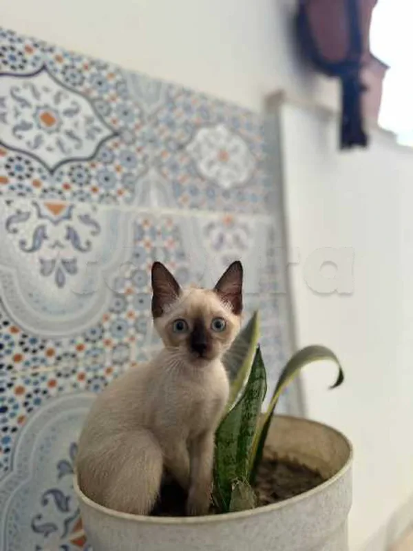 petite chat ciamoi - Miniature 4