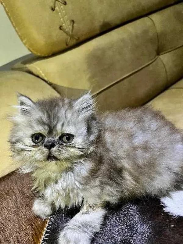 chatte persan