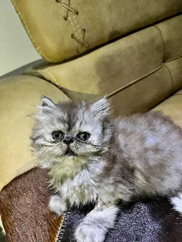 chatte persan - Miniature 3
