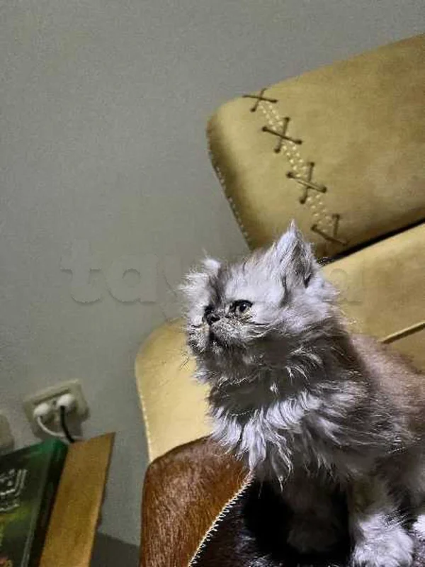 chatte persan - Miniature 4