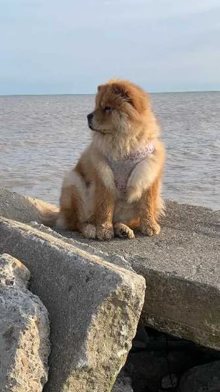chow chow 26153005