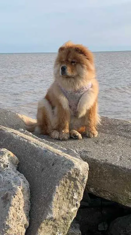 chow chow 26153005 - Miniature 2
