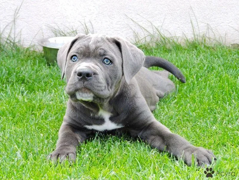 Chiot Cane Corso