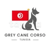Chiot Cane Corso - Miniature 3