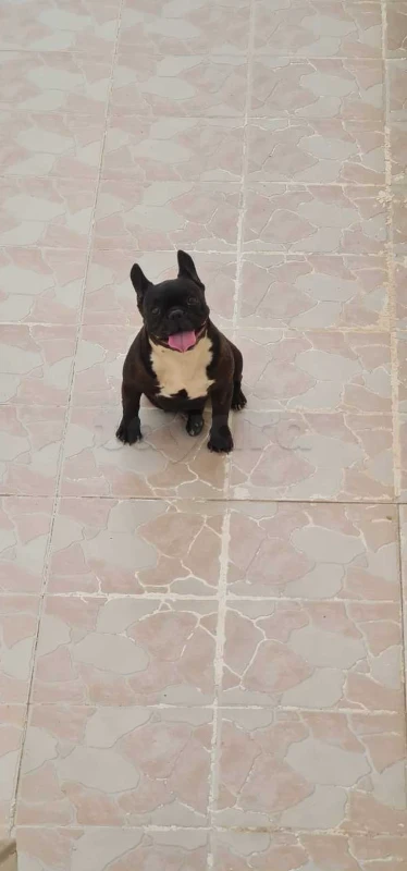 bouledogue français - Miniature 2