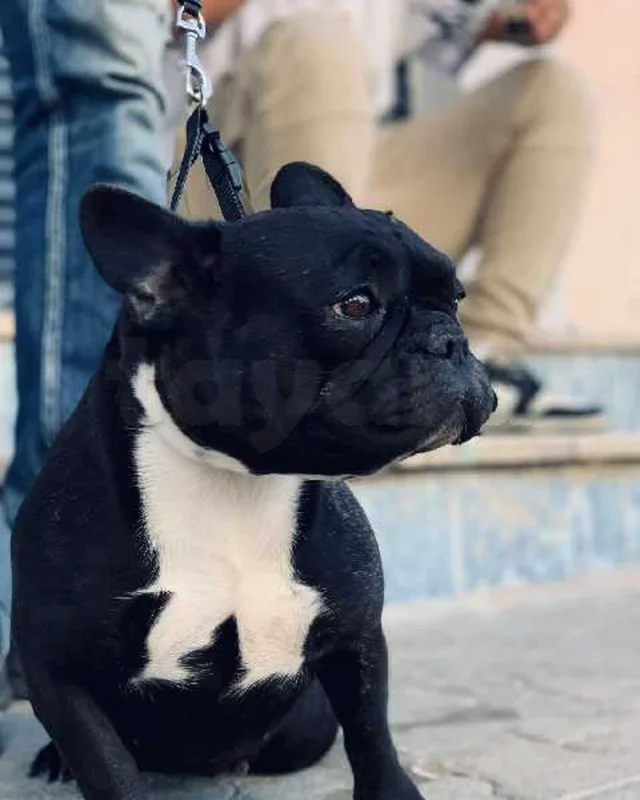 bouledogue français - Miniature 3