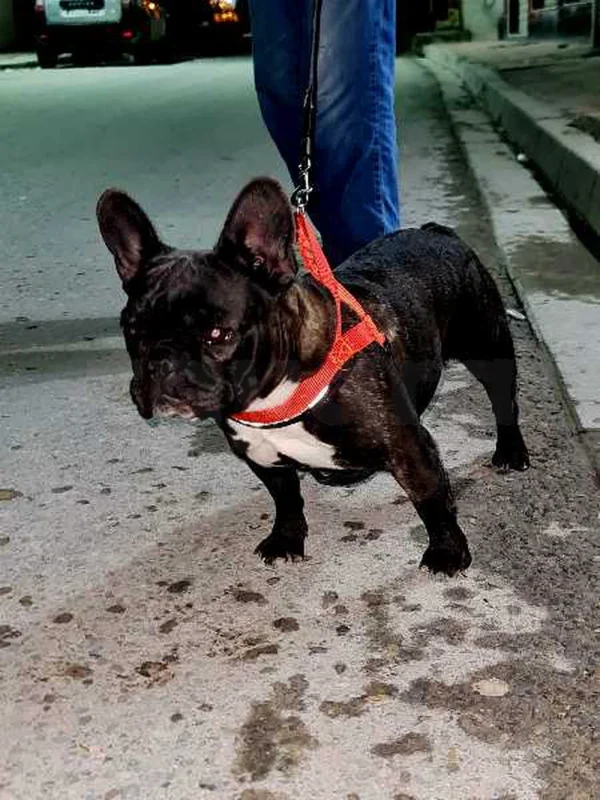 bouledogue français - Miniature 4