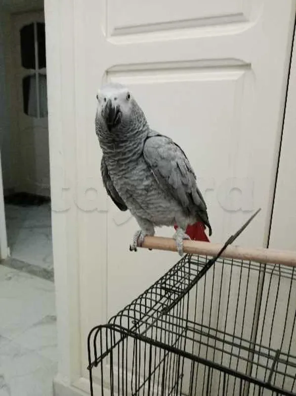 gris de Gabon très bien apprivoiser