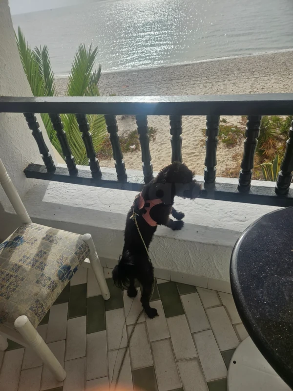 Chien 🐕 🐶 caniche - Miniature 2