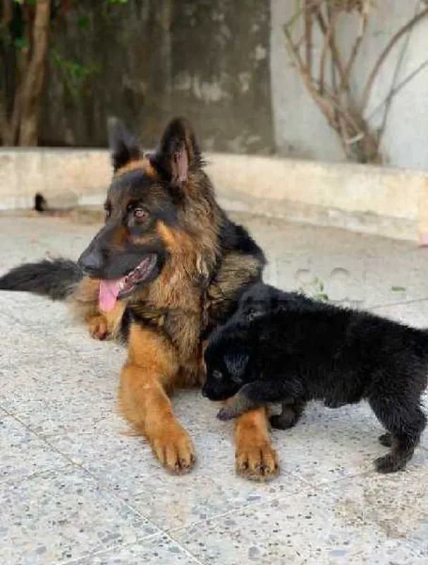berger allemand