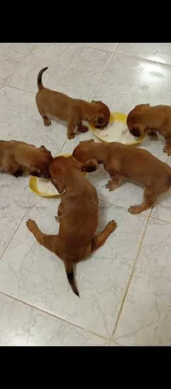 a vendre des chiens - Miniature 2