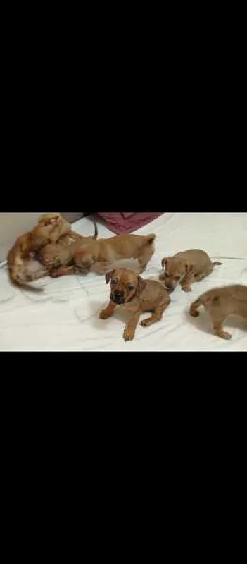 a vendre des chiens - Miniature 3
