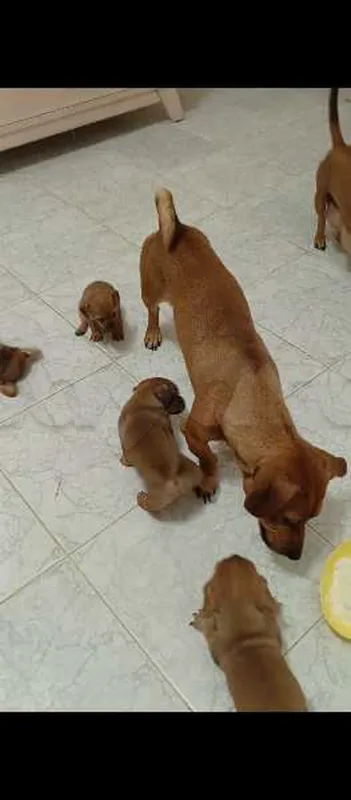 a vendre des chiens - Miniature 5